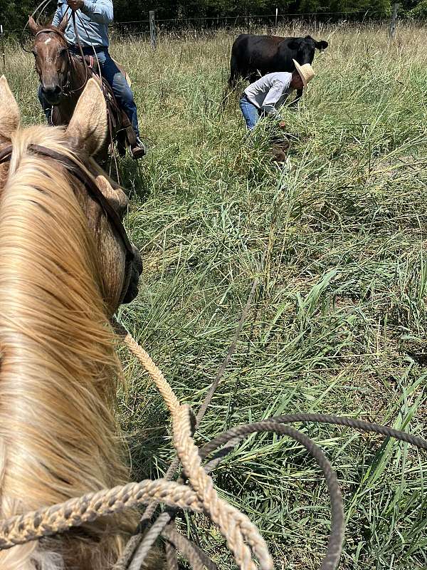 ranch-work-quarter-horse