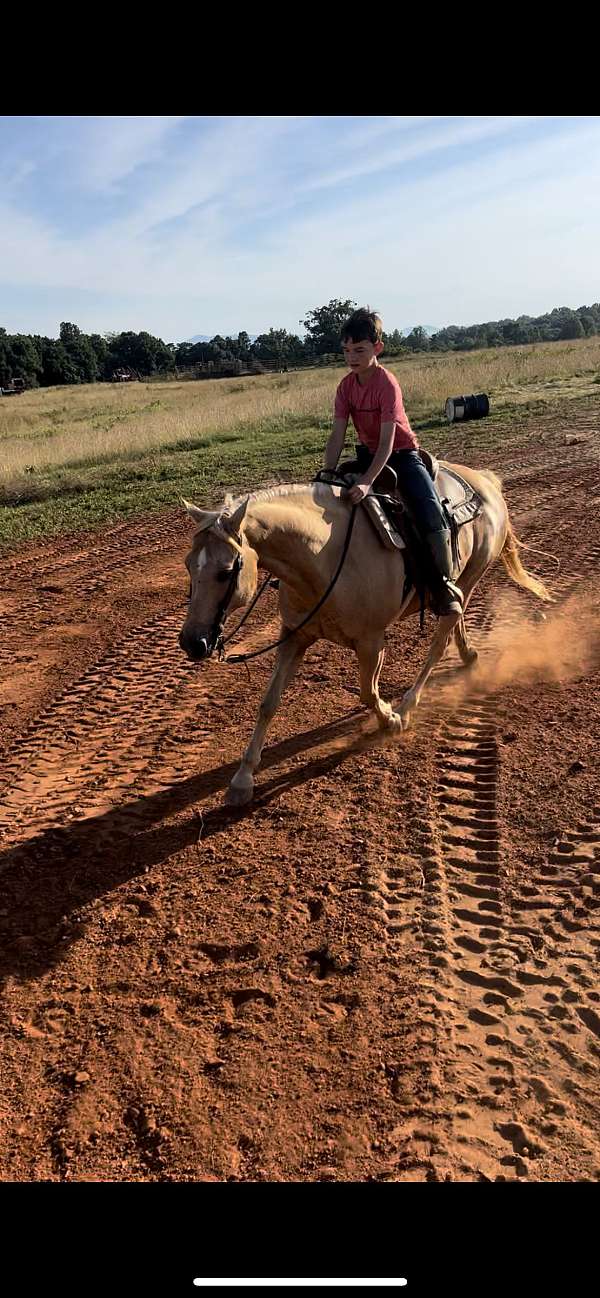 ranch-versatility-quarter-horse