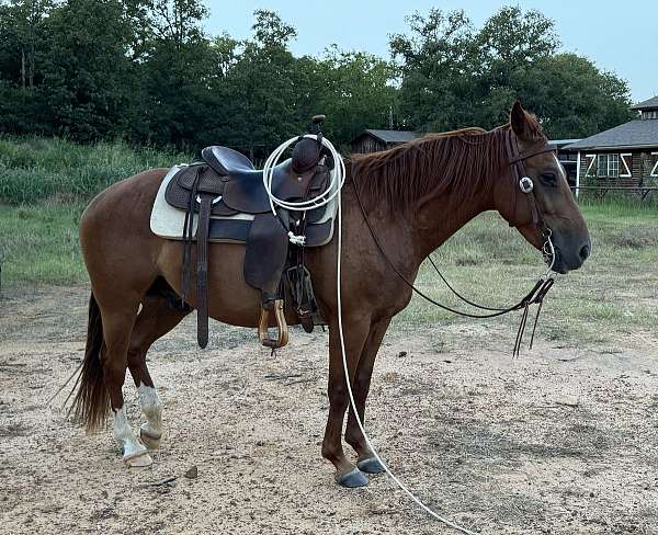 bridle-quarter-pony