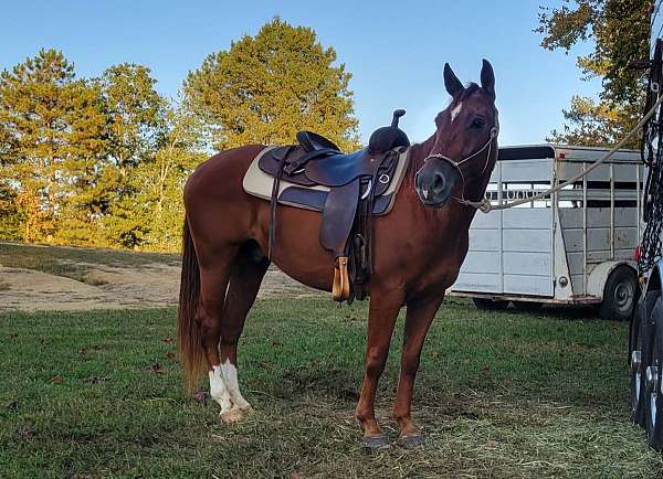 bridle-quarter-pony