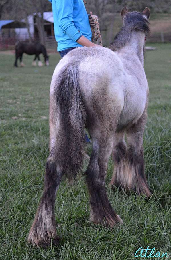 blue-roan-black-feather-horse