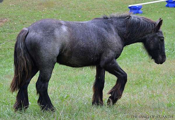 blue-roan-black-feather-horse