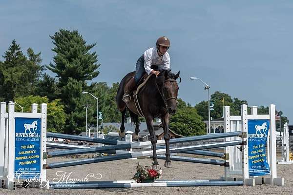 adjustable-gelding