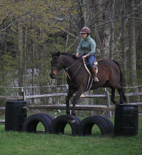 jumping-thoroughbred-horse