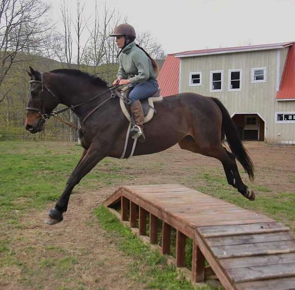 jumper-thoroughbred-horse