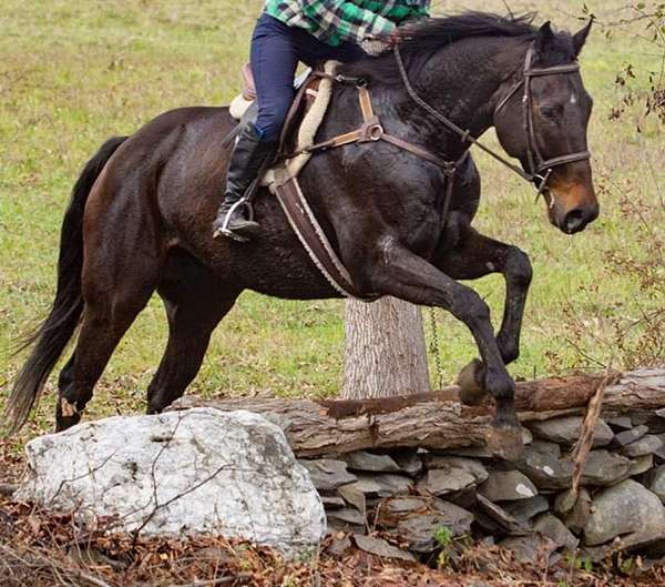 uphill-thoroughbred-horse