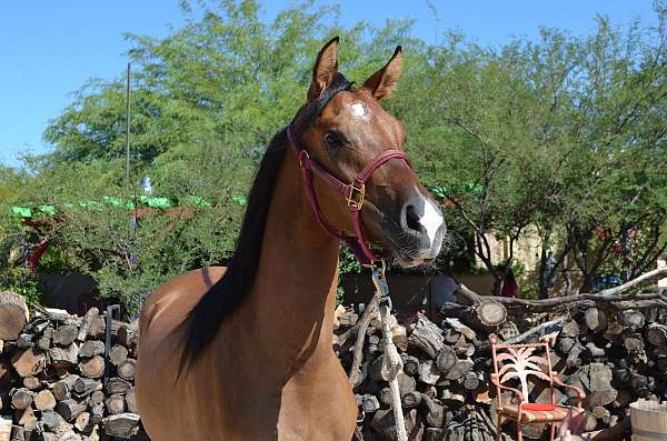 school-arabian-quarter-horse