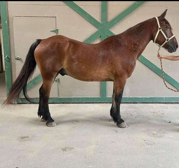 bay-draft-horse