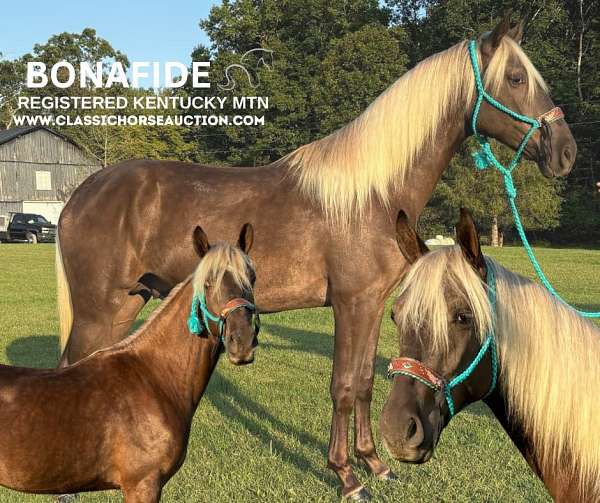 basics-kentucky-mountain-horse