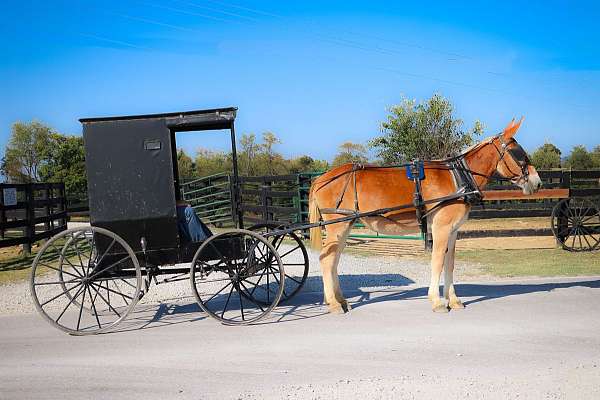 roan-quarter-horse