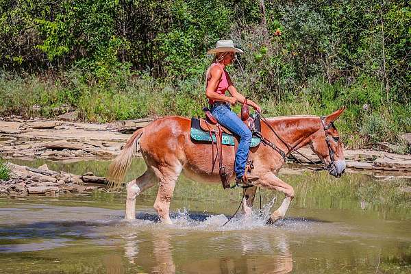 buckskin-quarter-horse