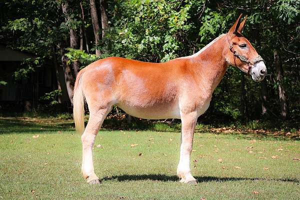 palomino-quarter-horse