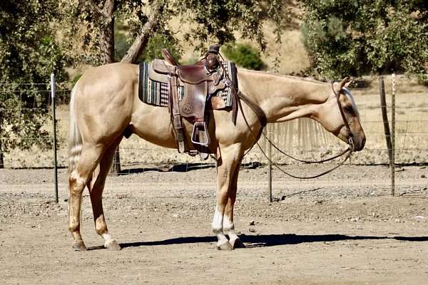 roan-quarter-horse