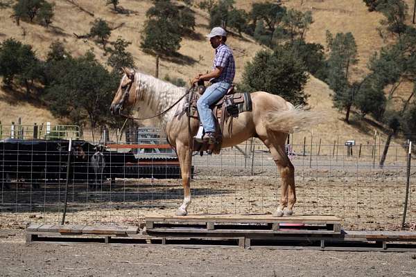 safe-mule-quarter-horse