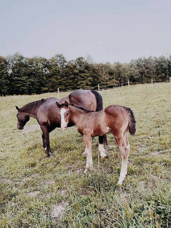 ranch-versatilit-filly