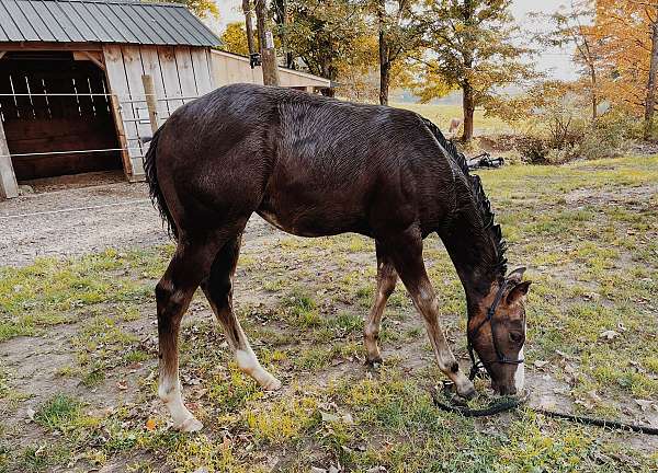 ranch-versatilit-filly