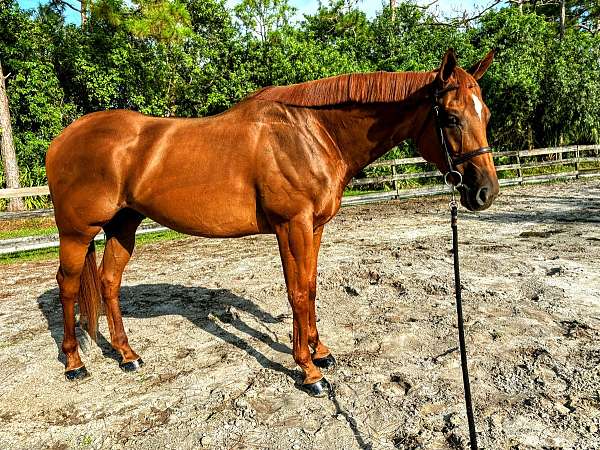 thoroughbred-gelding