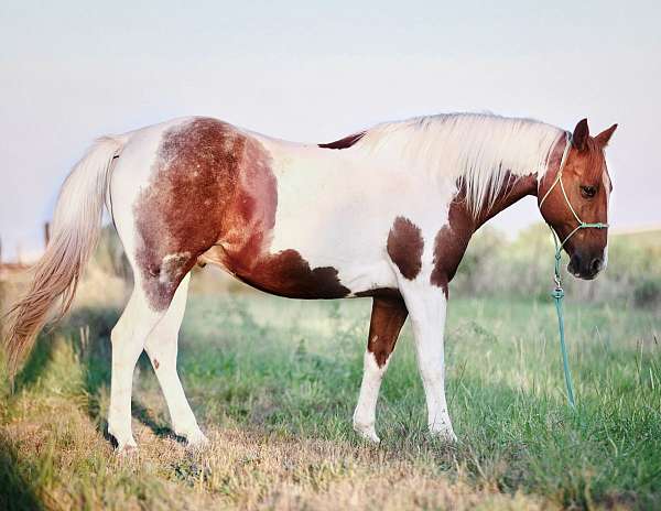 paint-gelding