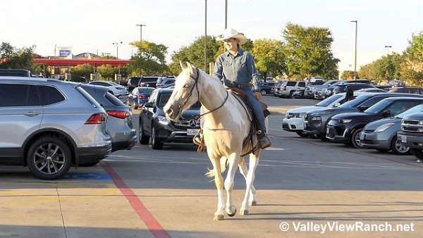 beginner-spotted-saddle-horse