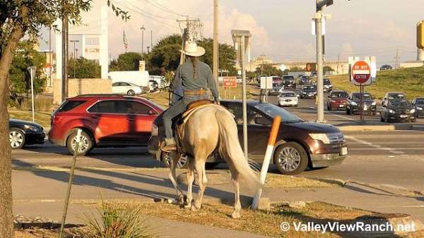 dressage-spotted-saddle-horse