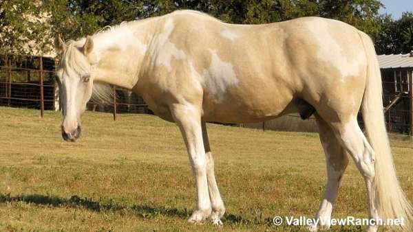 palomino-beginner-horse