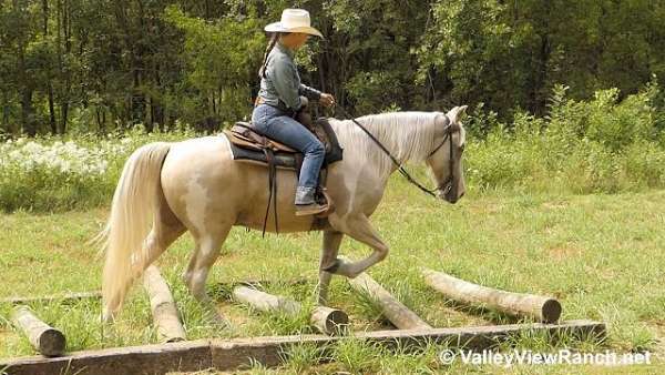 palomino-spotted-saddle-gelding