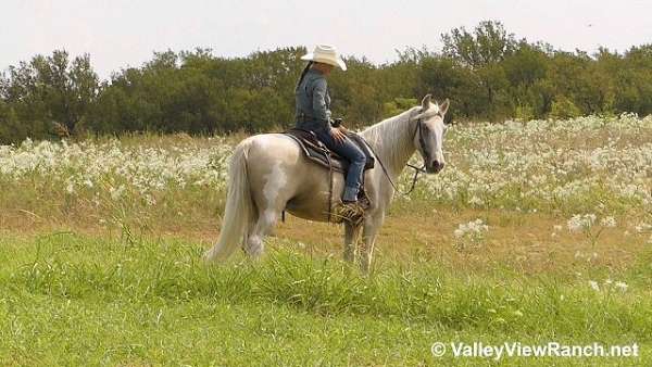 palomino-white