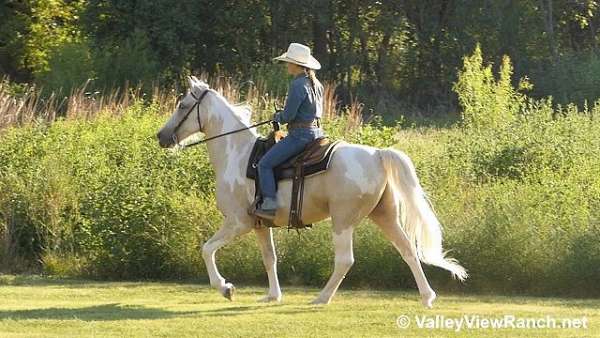 trail-riding-spotted-saddle-horse