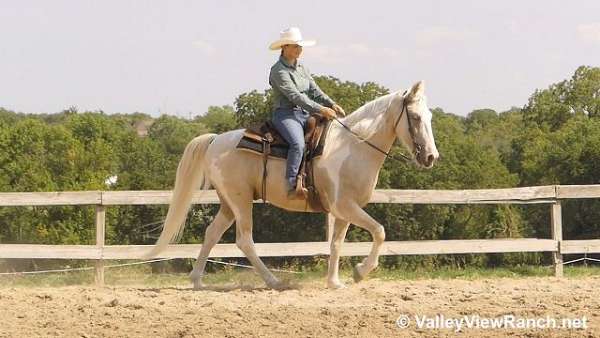 trail-spotted-saddle-horse