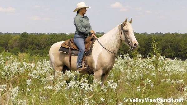 western-dressage-spotted-saddle-horse