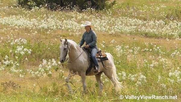 palomino-dressage-horse