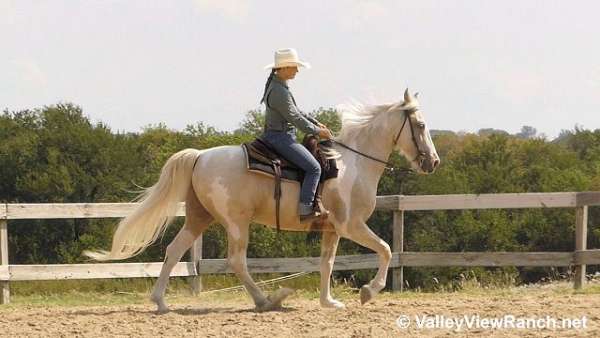 palomino-nssha-horse