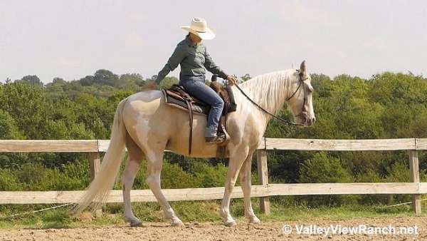 palomino-white-horse