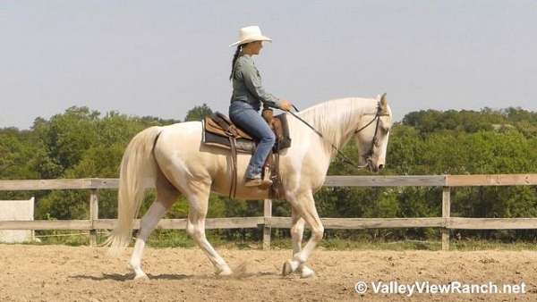 palomino-trail-horse