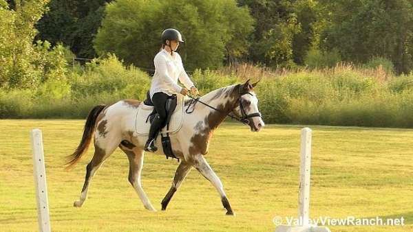 dressage-quarter-horse