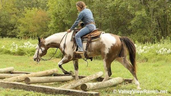 hunter-quarter-horse