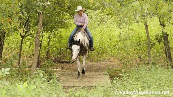 bay-overo-all-around-horse