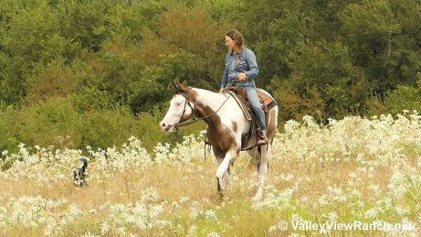 bay-overo-quarter-horse-gelding