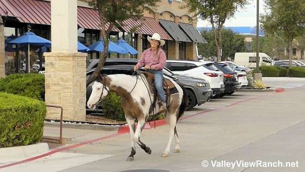 hunter-under-saddle-quarter-horse