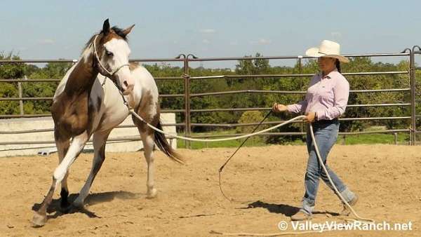 trail-riding-quarter-horse