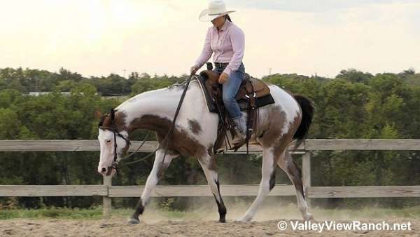 western-dressage-quarter-horse