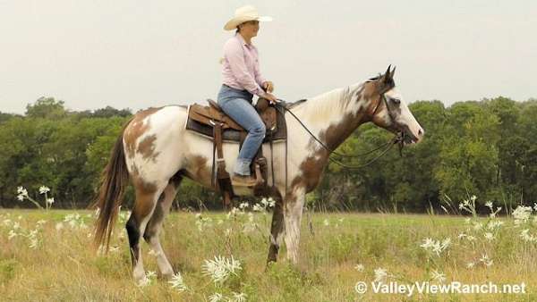 bay-overo-dressage-horse