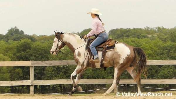 bay-overo-hunter-horse