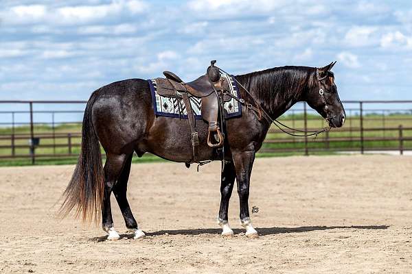 blue-roan-apha-gelding