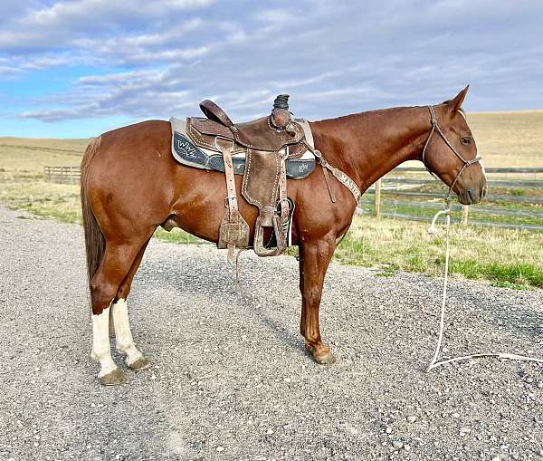 all-around-quarter-horse