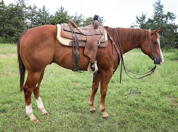 all-around-quarter-horse