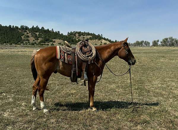 all-around-quarter-horse