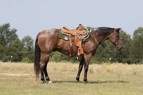 all-around-quarter-horse