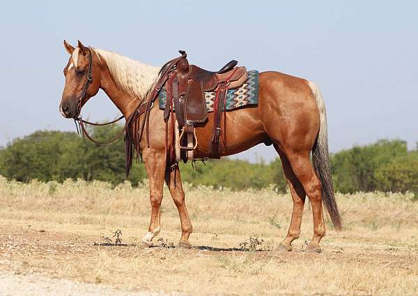 all-around-quarter-horse