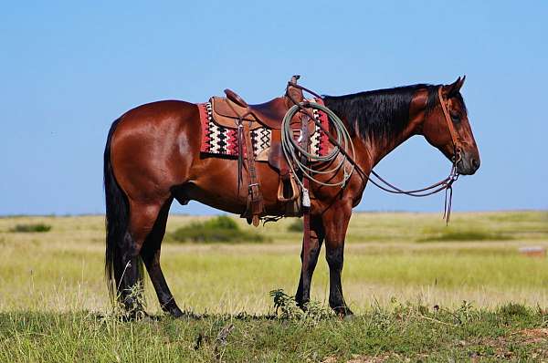 all-around-quarter-horse